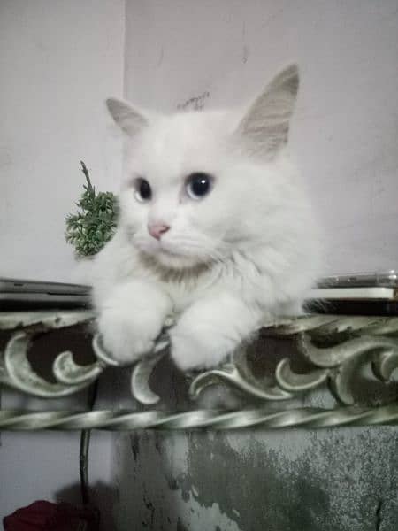 female persian cat 5