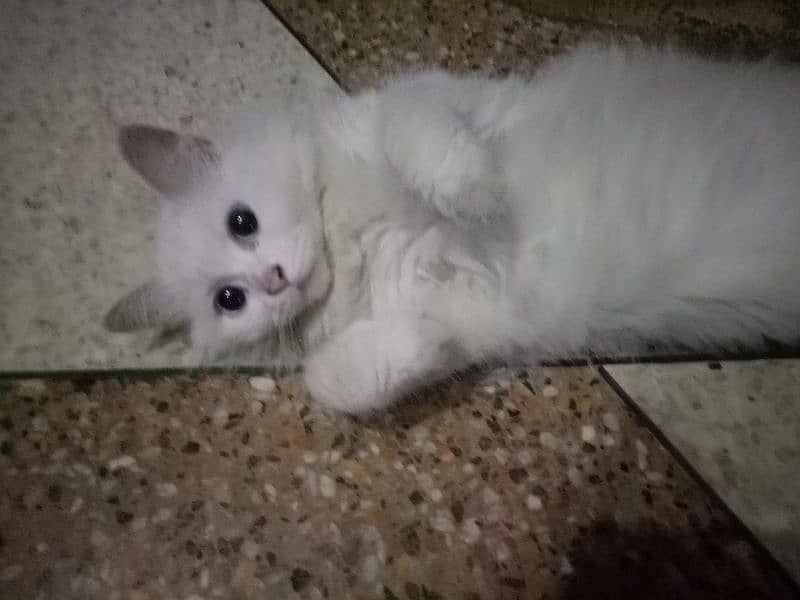 female persian cat 6