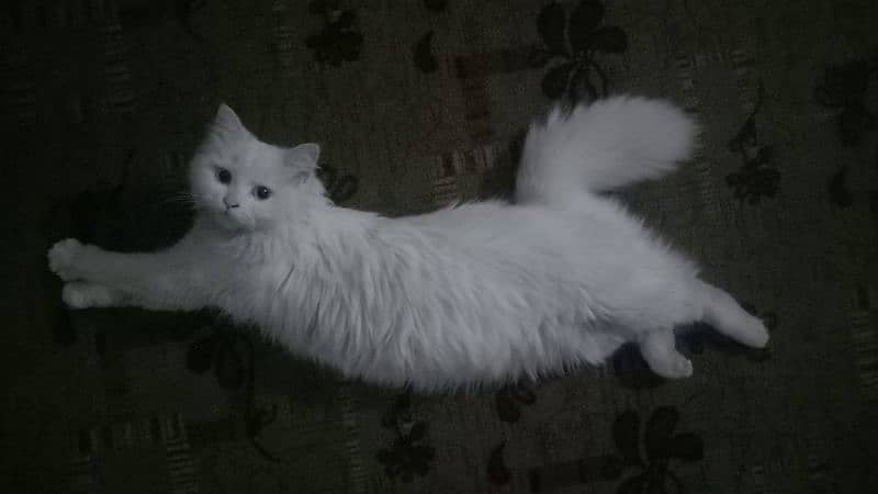 female persian cat 11