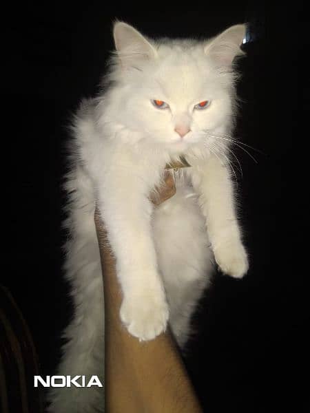 female persian cat 12