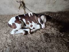 Australian cross cow with her cute son