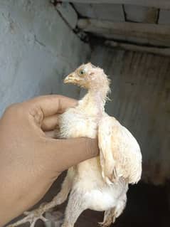 aseel chicks for sale each price 1000