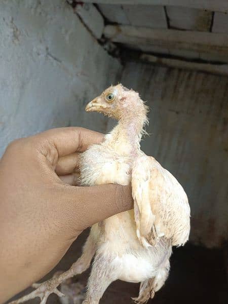 aseel chicks for sale each price 1000 0