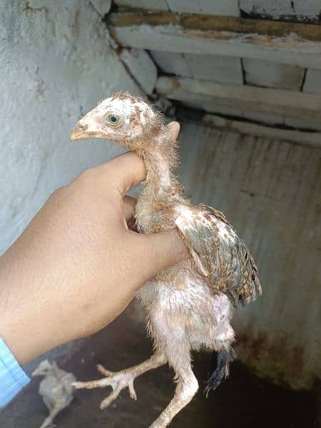 aseel chicks for sale each price 1000 1