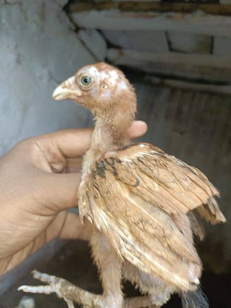 aseel chicks for sale each price 1000 2