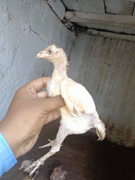 aseel chicks for sale each price 1000 3