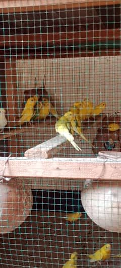 Beautiful Australian parrots