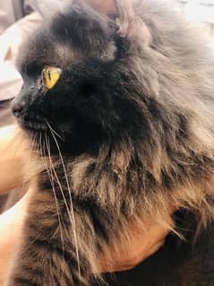 pack of 2 jet black persian females [ vaccinated]