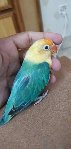 Parblue Opaline MangoHead