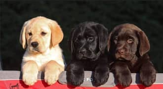 Labrador puppies 0317/5628/537