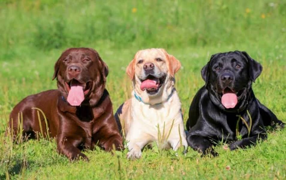 Labrador puppies 0317/5628/537 1