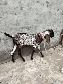 Desi Goats, Beetal goats, Rajan puri goats, Makhi cheeni goats, Breadr 0