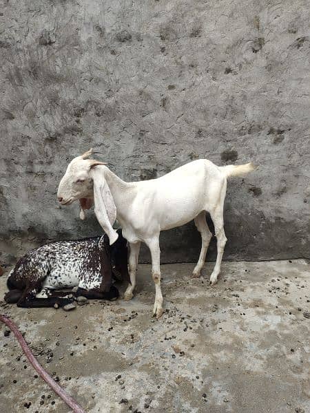 Desi Goats, Beetal goats, Rajan puri goats, Makhi cheeni goats, Breadr 1