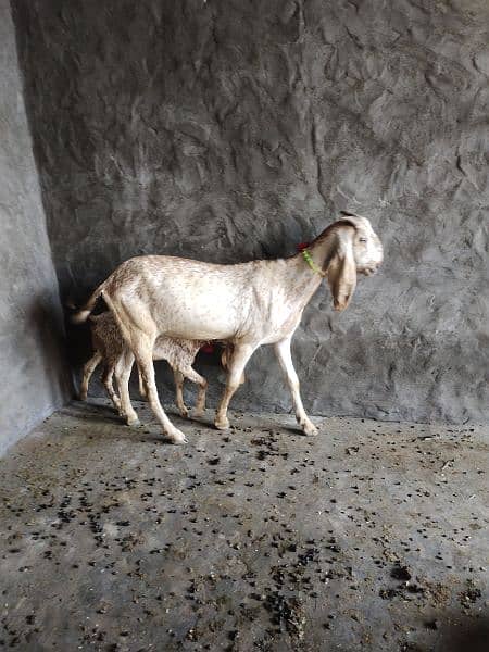 Desi Goats, Beetal goats, Rajan puri goats, Makhi cheeni goats, Breadr 2