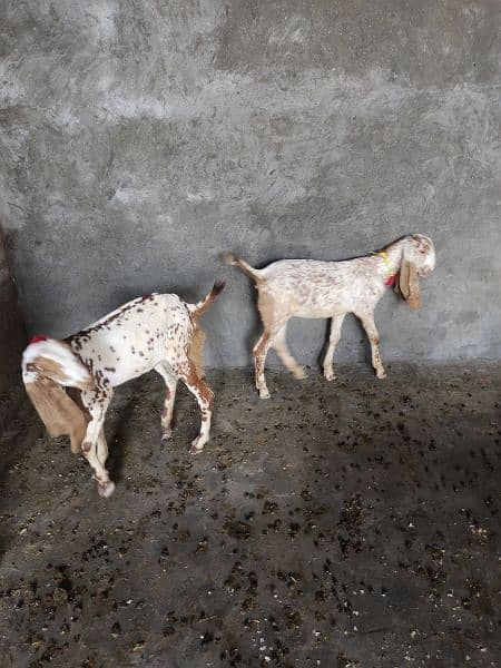 Desi Goats, Beetal goats, Rajan puri goats, Makhi cheeni goats, Breadr 4