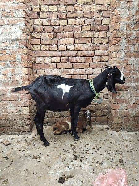 Desi Goats, Beetal goats, Rajan puri goats, Makhi cheeni goats, Breadr 5