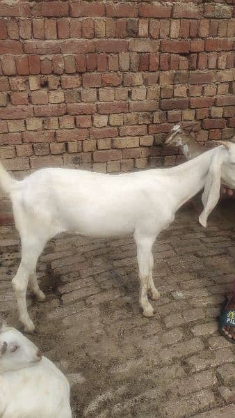 Desi Goats, Beetal goats, Rajan puri goats, Makhi cheeni goats, Breadr 6