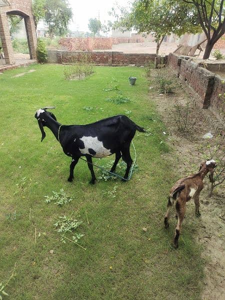 Desi Goats, Beetal goats, Rajan puri goats, Makhi cheeni goats, Breadr 7