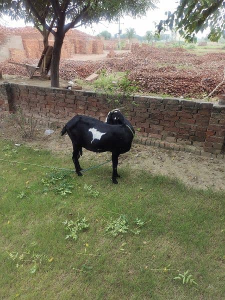 Desi Goats, Beetal goats, Rajan puri goats, Makhi cheeni goats, Breadr 8