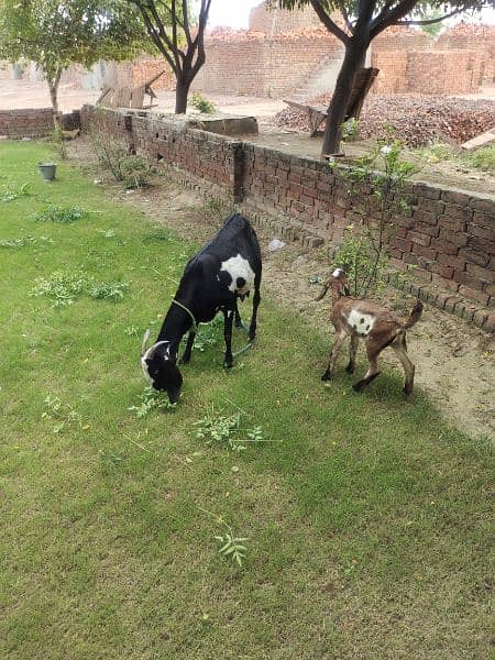 Desi Goats, Beetal goats, Rajan puri goats, Makhi cheeni goats, Breadr 9