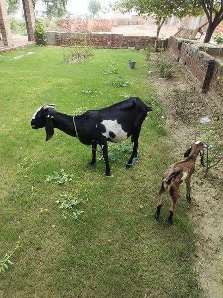 Desi Goats, Beetal goats, Rajan puri goats, Makhi cheeni goats, Breadr 10