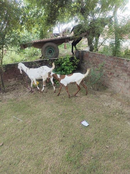 Desi Goats, Beetal goats, Rajan puri goats, Makhi cheeni goats, Breadr 11