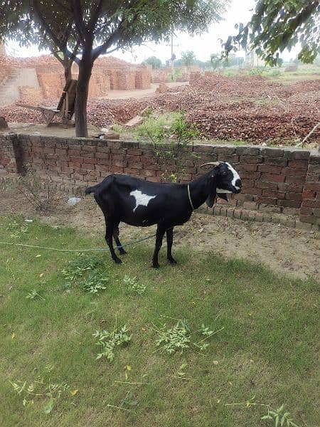 Desi Goats, Beetal goats, Rajan puri goats, Makhi cheeni goats, Breadr 12