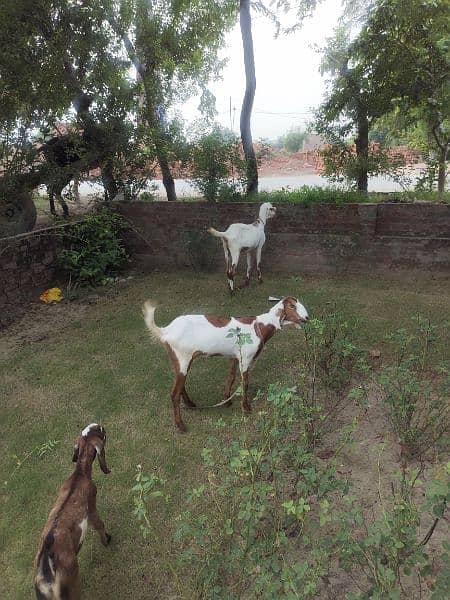 Desi Goats, Beetal goats, Rajan puri goats, Makhi cheeni goats, Breadr 13