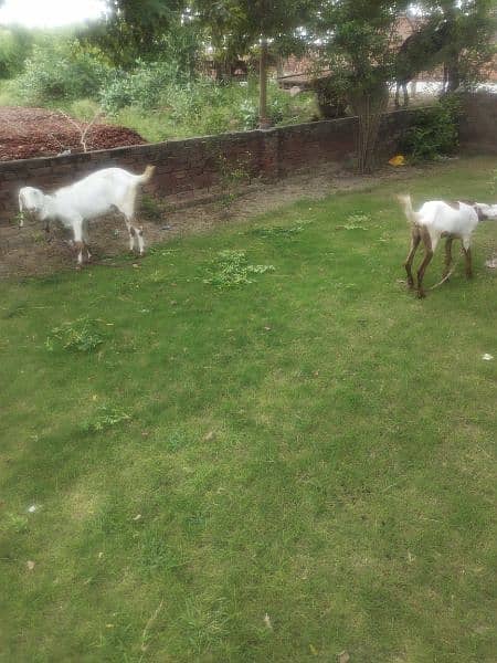 Desi Goats, Beetal goats, Rajan puri goats, Makhi cheeni goats, Breadr 14