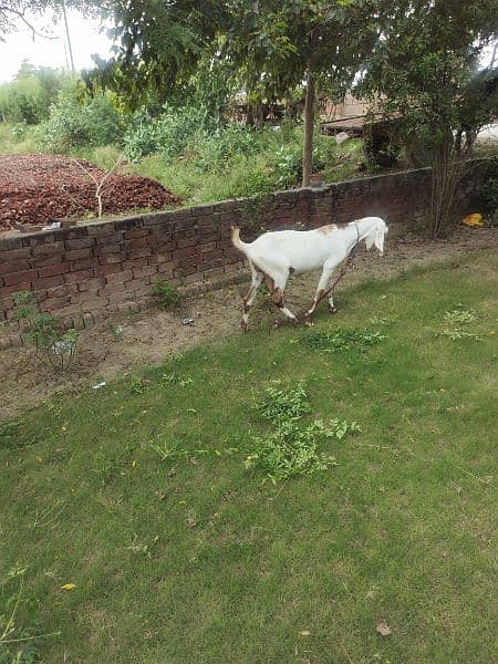 Desi Goats, Beetal goats, Rajan puri goats, Makhi cheeni goats, Breadr 15