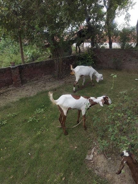 Desi Goats, Beetal goats, Rajan puri goats, Makhi cheeni goats, Breadr 16