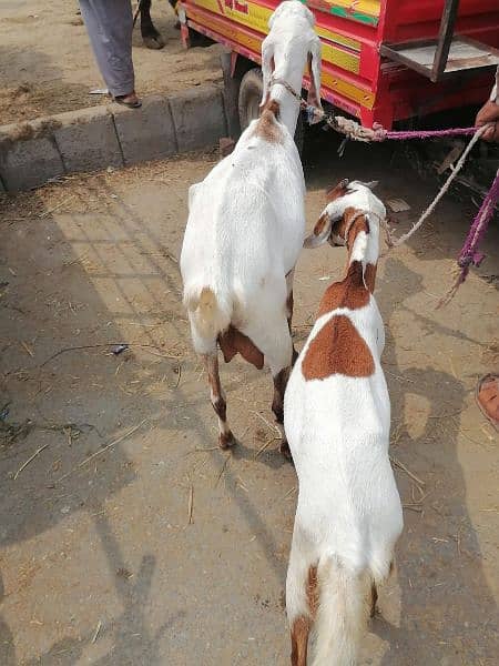 Desi Goats, Beetal goats, Rajan puri goats, Makhi cheeni goats, Breadr 17