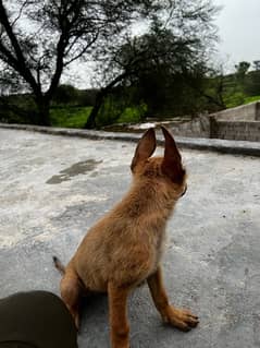 Belgian Malinois Puppy/ Belgian puppies /K9 dog for sale