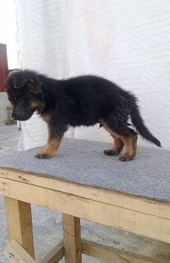 German shepherd longcoat puppies for sale