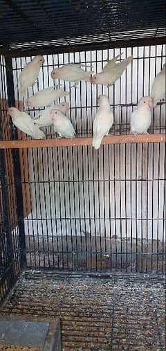 ALBINO LOVE BIRDS