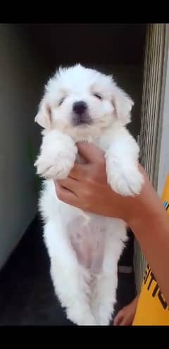 Maltese Puppy