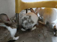 Breeder Rabbits For sale, Baby Bunnies for sale, Baby Rabbits for sale