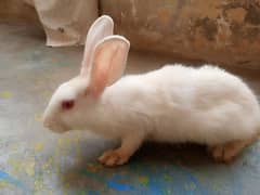 Rabbits For Sell [ Pair ] 0