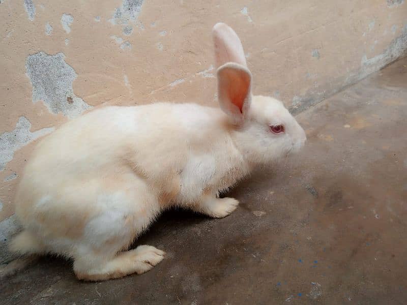 Rabbits For Sell [ Pair ] 1