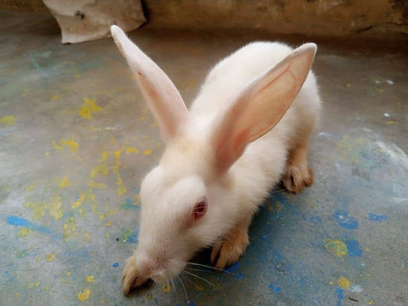 Rabbits For Sell [ Pair ] 2