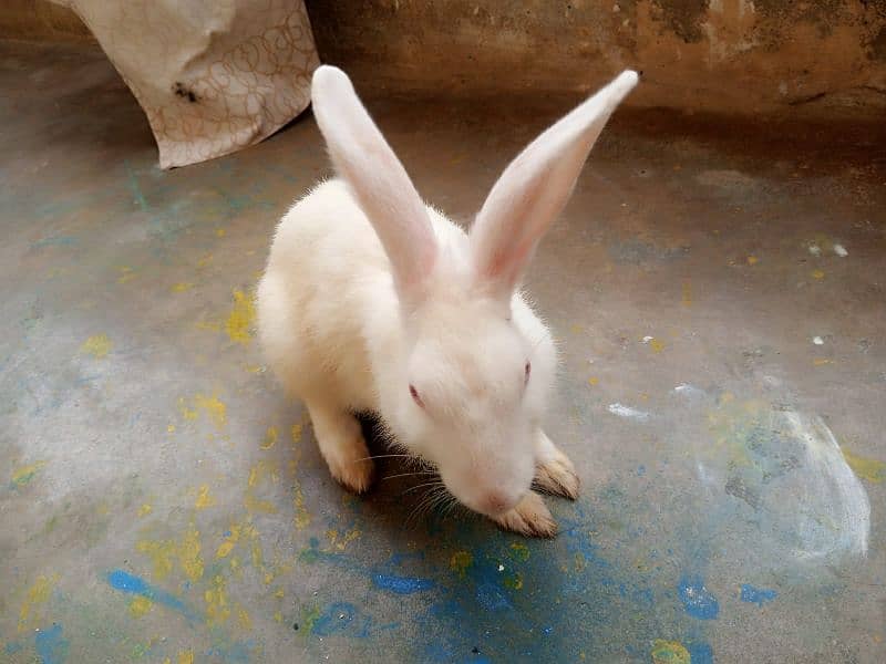 Rabbits For Sell [ Pair ] 3