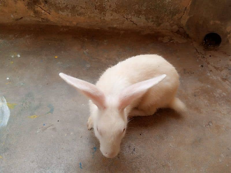 Rabbits For Sell [ Pair ] 4