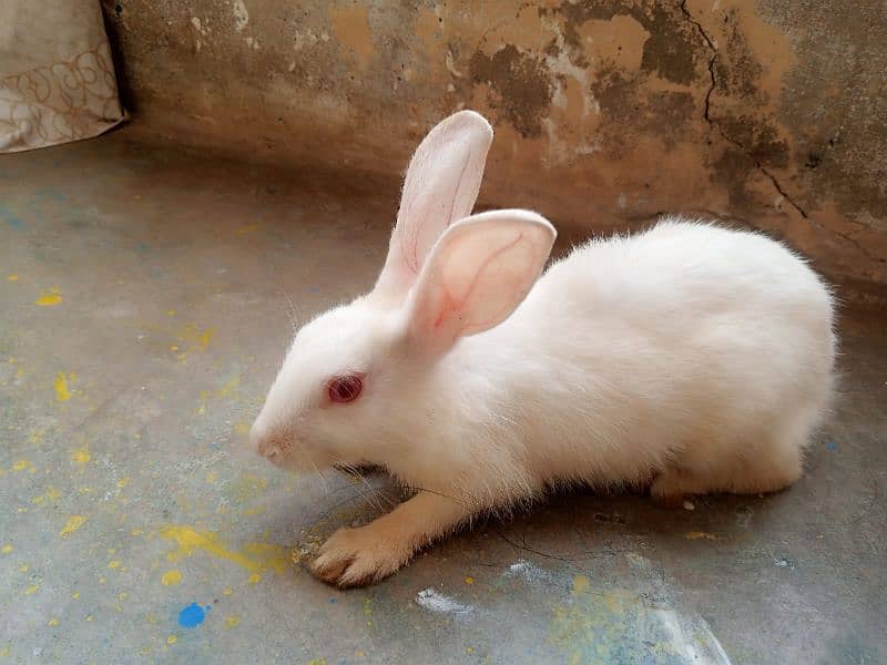 Rabbits For Sell [ Pair ] 5