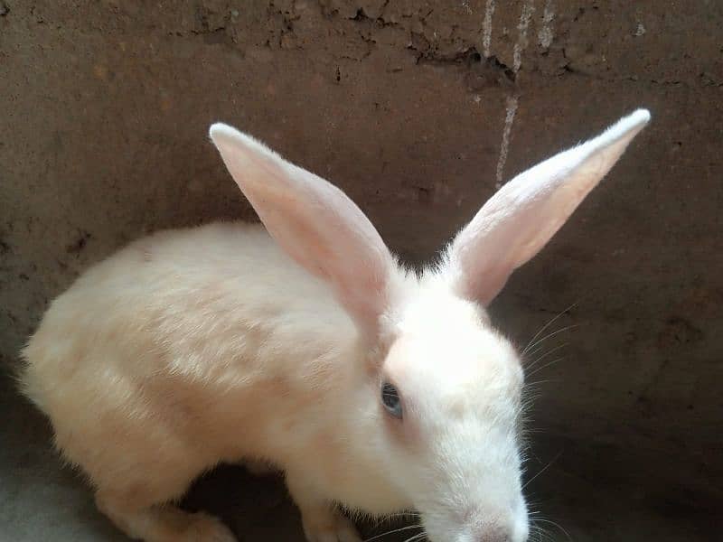 Rabbits For Sell [ Pair ] 6