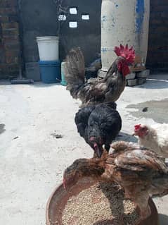 Blue Australorp male for sale