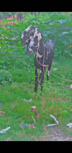 beta bakri age 24 month