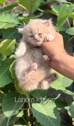 calico and  fawn Persian female male kittens for sale (03035935312)