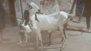 6 dant bakri hy mashallah sath 1 female path hy doodh 1.5 kg 2 time