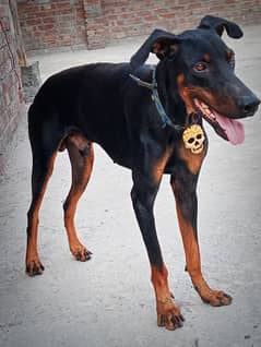 doberman