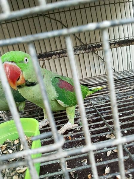 raw male parrot 1